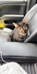 Lost Male Cat last seen Military Road Slidell , Slidell, LA 70461