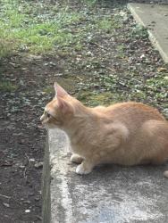 Lost Female Cat last seen Madison , Nashville, TN 37115