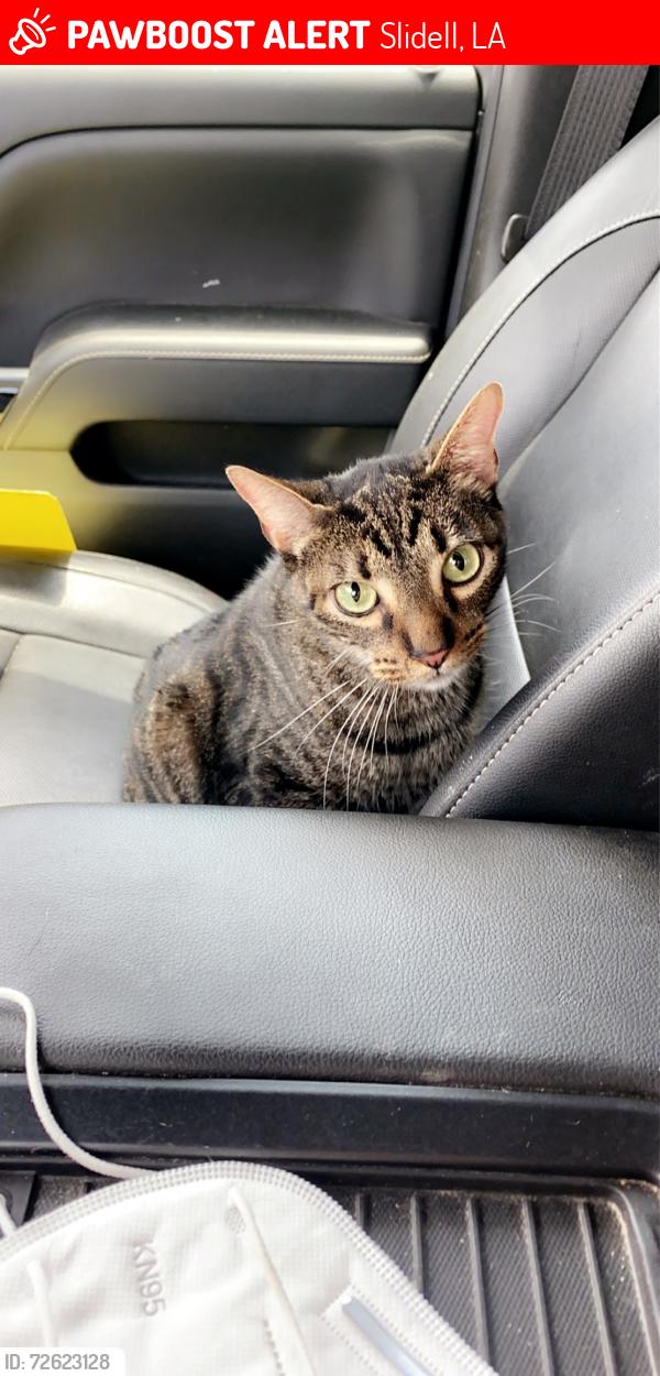 Lost Male Cat last seen Military Road Slidell , Slidell, LA 70461