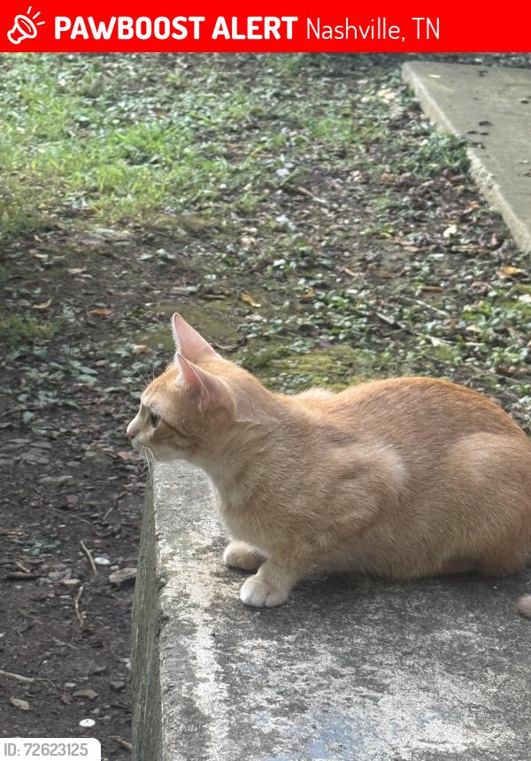 Lost Female Cat last seen Madison , Nashville, TN 37115