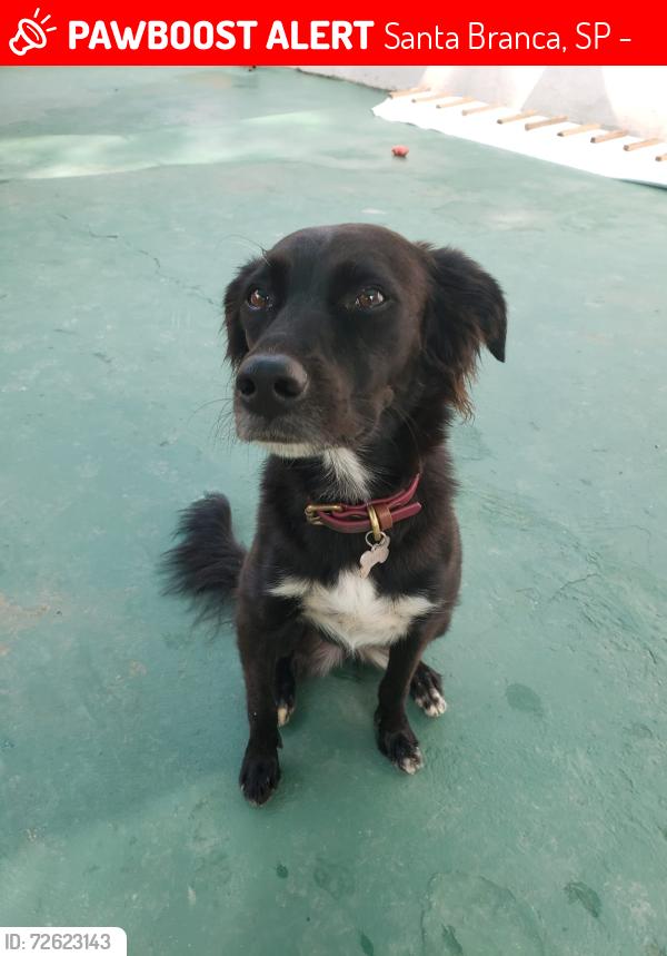 Lost Female Dog last seen Bairro ourives, fazenda Caetê, Santa Branca, SP 12380-000