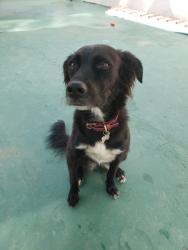 Lost Female Dog last seen Bairro ourives, fazenda Caetê, Santa Branca, SP 12380-000