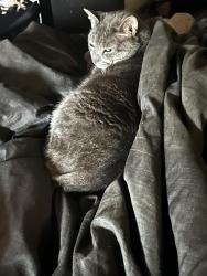 Lost Female Cat last seen conkling and james , Utica, NY 13501