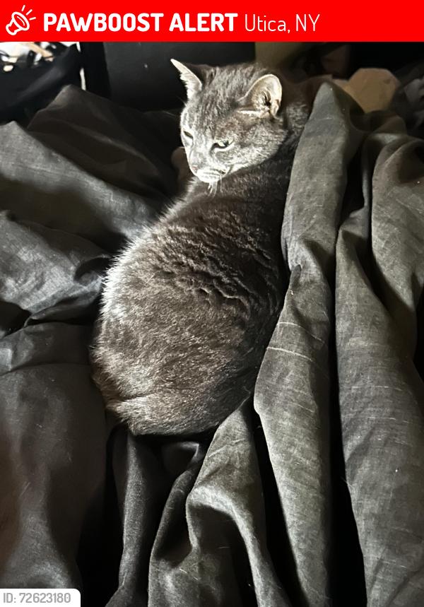 Lost Female Cat last seen conkling and james , Utica, NY 13501