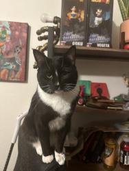 Lost Male Cat last seen N Oswego Ave and N Bank street , Portland, OR 97203