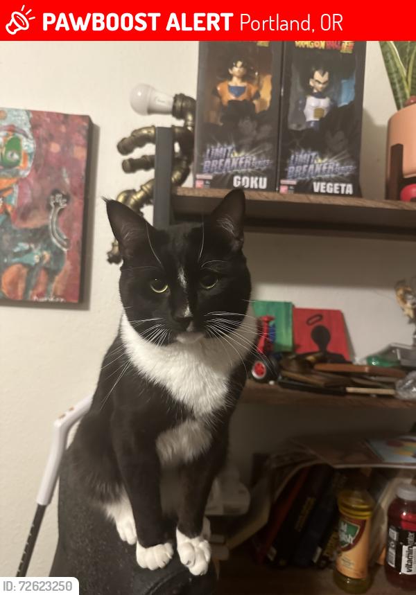 Lost Male Cat last seen N Oswego Ave and N Bank street , Portland, OR 97203