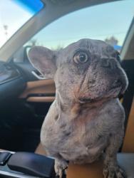 Lost Female Dog last seen Conyers, GA., Conyers, GA 30013
