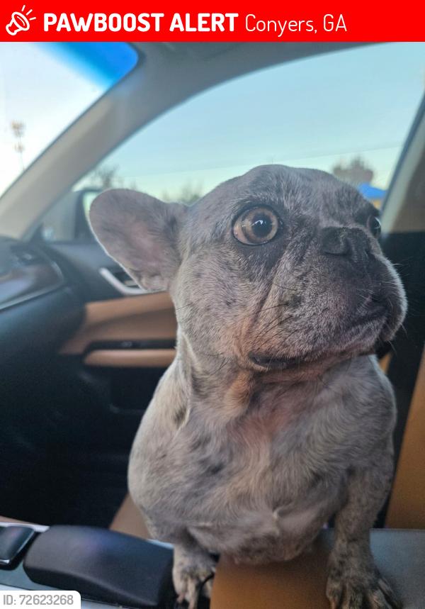 Lost Female Dog last seen Conyers, GA., Conyers, GA 30013