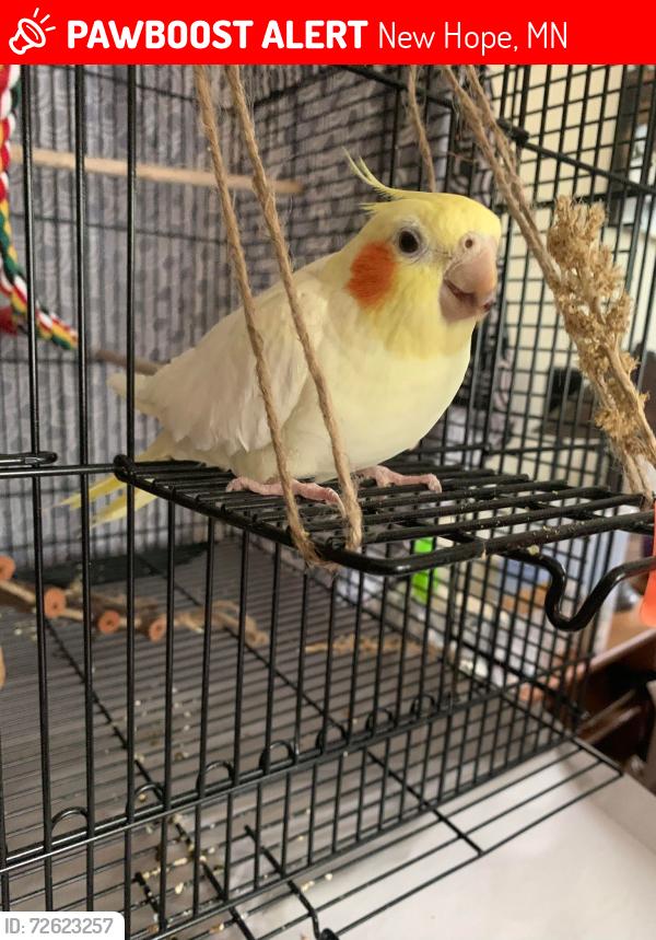 Lost Female Bird last seen Quebec Avenue North and Viewcrest Ln, New Hope, MN 55428
