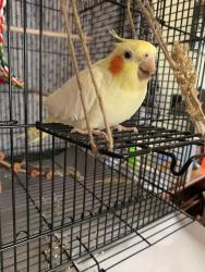 Lost Female Bird last seen Quebec Avenue North and Viewcrest Ln, New Hope, MN 55428
