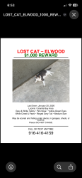 Lost Male Cat last seen Barton , Granite Bay, CA 95746