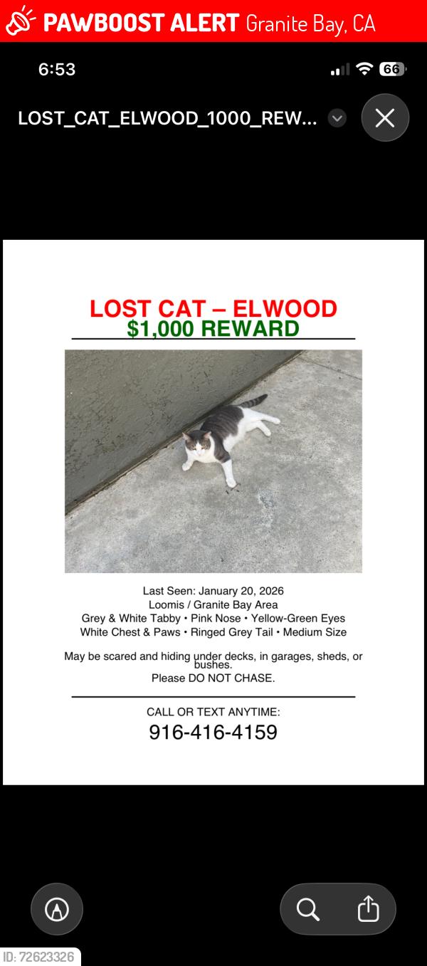 Lost Male Cat last seen Barton , Granite Bay, CA 95746