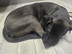 Found/Stray Unknown Dog last seen 83rd ave and Bethany  , Glendale, AZ 85303