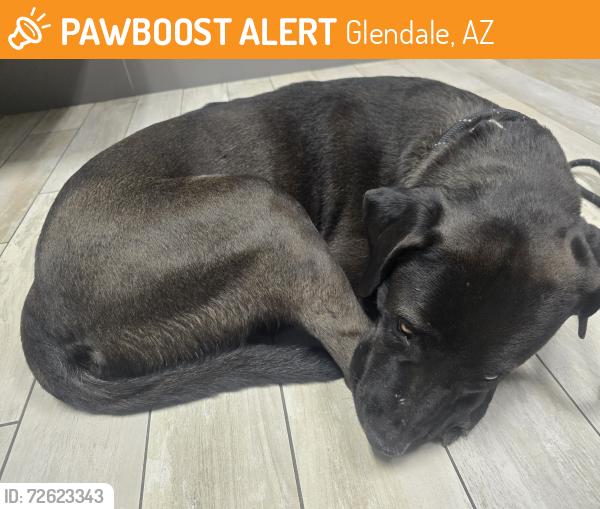 Found/Stray Unknown Dog last seen 83rd ave and Bethany  , Glendale, AZ 85303