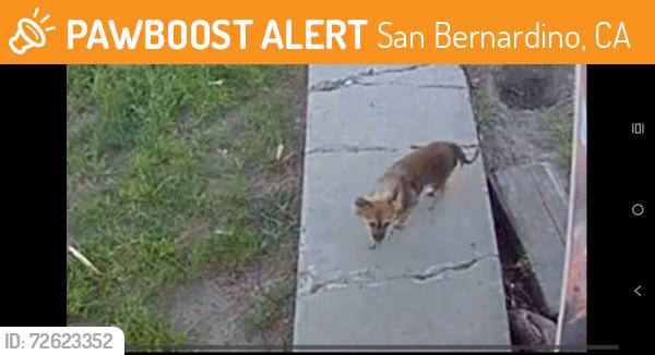 Found/Stray Unknown Dog last seen Cabrera Ave & Temple , San Bernardino, CA 92411