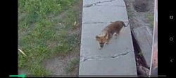 Found/Stray Unknown Dog last seen Cabrera Ave & Temple , San Bernardino, CA 92411