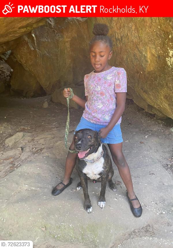 Lost Male Dog last seen McNeil corn creek rd, Rockholds, KY 40759