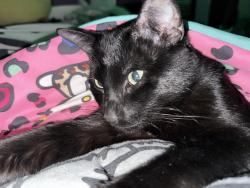 Lost Male Cat last seen Pettus St and Bank street by Our Lady Queen of Peace Catholic Church , Kenedy, TX 78119