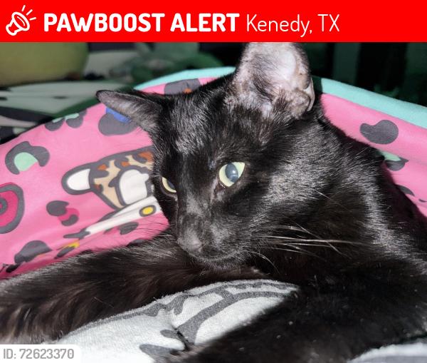 Lost Male Cat last seen Pettus St and Bank street by Our Lady Queen of Peace Catholic Church , Kenedy, TX 78119