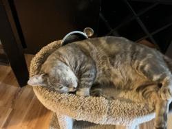 Lost Male Cat last seen Horner drive, Fayetteville, NC 28306
