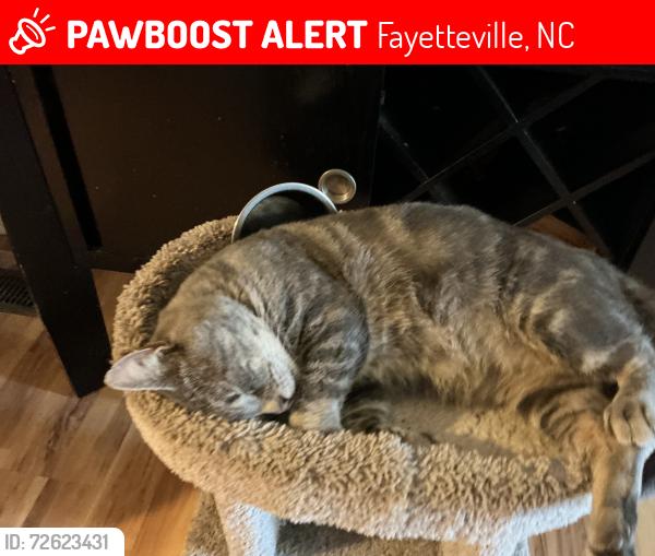 Lost Male Cat last seen Horner drive, Fayetteville, NC 28306