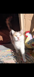 Lost Female Cat last seen 20th and Huntington , Chico, CA 95928