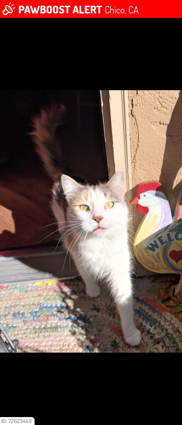 Lost Female Cat last seen 20th and Huntington , Chico, CA 95928
