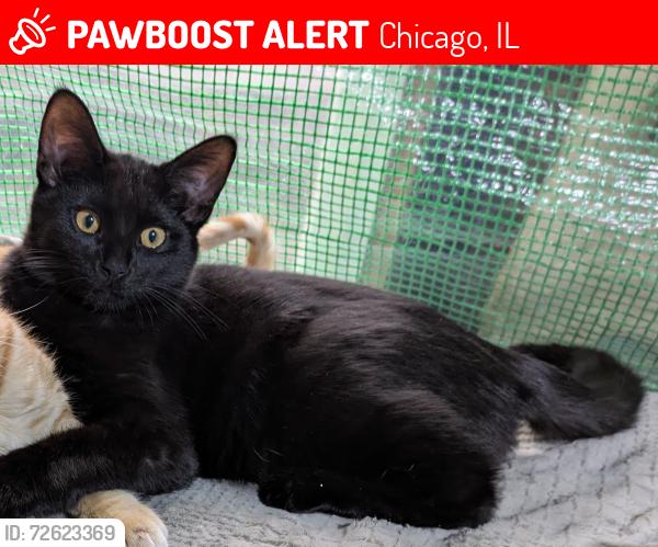 Lost Male Cat last seen 53rd Street and Carpenter, Chicago, IL 60609