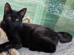 Lost Male Cat last seen 53rd Street and Carpenter, Chicago, IL 60609