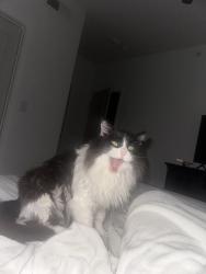 Lost Male Cat last seen Near Cove Way, San Antonio Texas , San Antonio, TX 78250