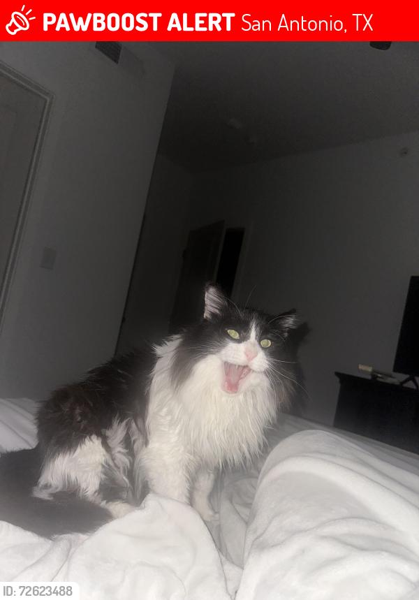 Lost Male Cat last seen Near Cove Way, San Antonio Texas , San Antonio, TX 78250