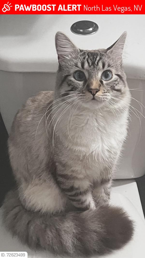 Lost Male Cat last seen Losee and lone mountain , North Las Vegas, NV 89081