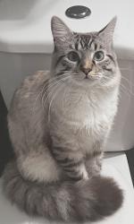 Lost Male Cat last seen Losee and lone mountain , North Las Vegas, NV 89081