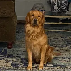 Lost Male Dog last seen Near Stallings Mill Rd, Louisburg, NC, Louisburg, NC 27549