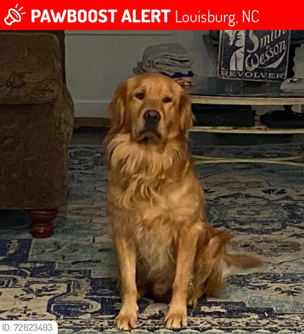 Lost Male Dog last seen Near Stallings Mill Rd, Louisburg, NC, Louisburg, NC 27549