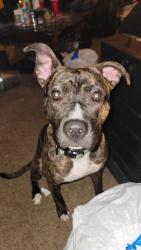Lost Female Dog last seen Quiktrip , Wichita, KS 67213