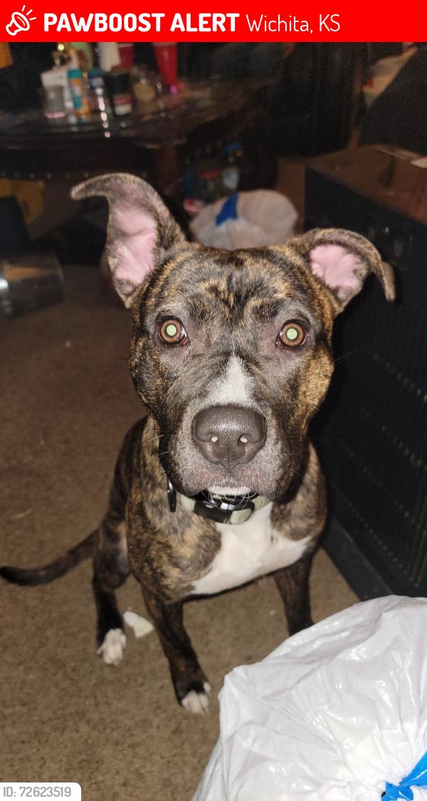 Lost Female Dog last seen Quiktrip , Wichita, KS 67213