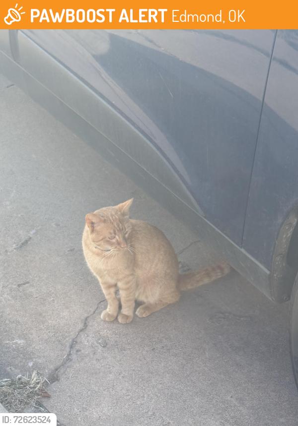 Found/Stray Unknown Cat last seen Danforth and Kelly, Edmond, OK 73003