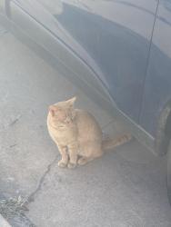 Found/Stray Unknown Cat last seen Danforth and Kelly, Edmond, OK 73003