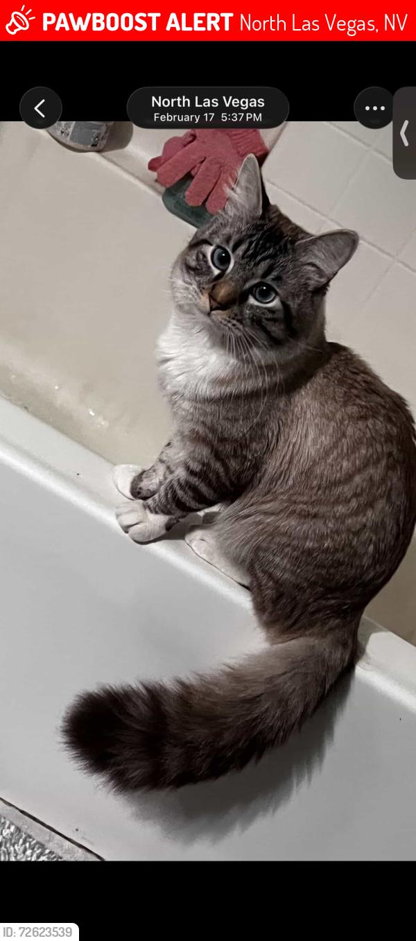 Lost Male Cat last seen Blue rose st, North Las Vegas, NV 89081