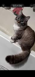 Lost Male Cat last seen Blue rose st, North Las Vegas, NV 89081