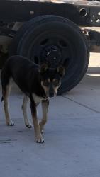 Found/Stray Female Dog last seen E Virgina st and Acacia , Rialto, CA 92376