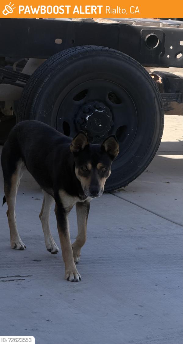 Found/Stray Female Dog last seen E Virgina st and Acacia , Rialto, CA 92376