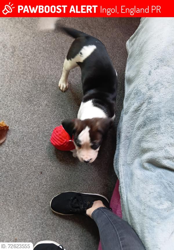 Lost Female Dog last seen Preston , Ingol, England PR2