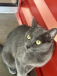 Lost Male Cat last seen 141st St, Edmond, OK 73013