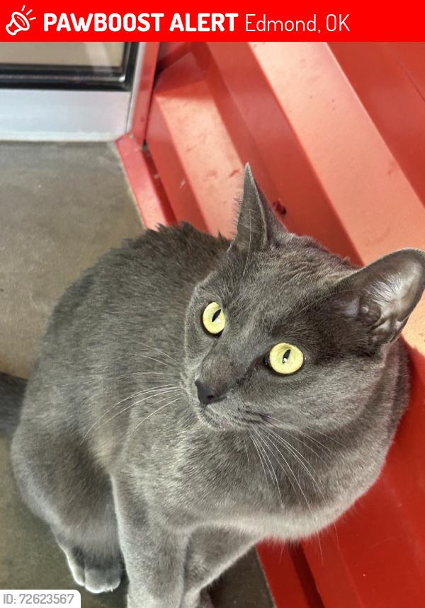 Lost Male Cat last seen 141st St, Edmond, OK 73013