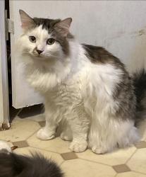 Lost Male Cat last seen trlr 93, Clearfield, KY 40313