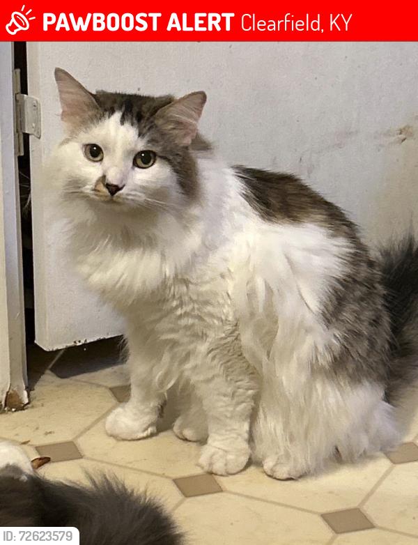 Lost Male Cat last seen trlr 93, Clearfield, KY 40313
