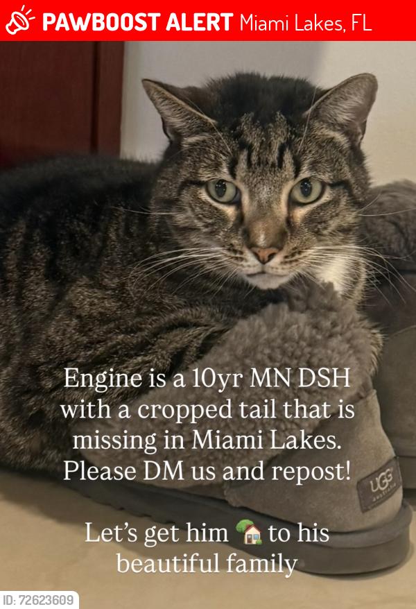 Lost Male Cat last seen Harris place Miami Lakes, Fl, Miami Lakes, FL 33014