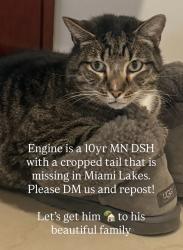 Lost Male Cat last seen Harris place Miami Lakes, Fl, Miami Lakes, FL 33014